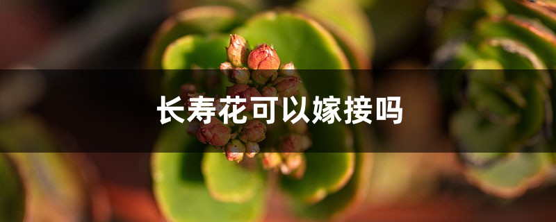 长寿花可以嫁接吗