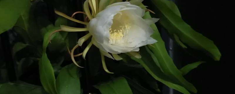 昙花叶子发黄干瘪是怎么回事，叶子发黄干瘪怎么办