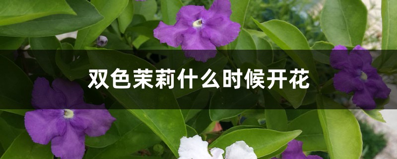 双色茉莉什么时候开花