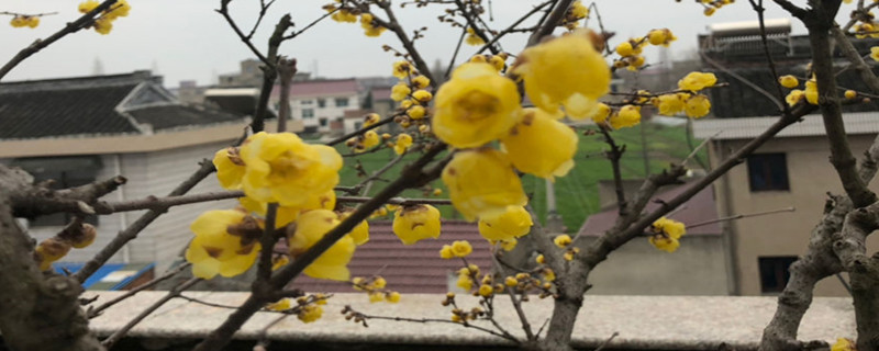 腊梅怎么嫁接，什么时候嫁接