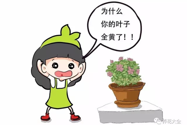 都要过年了，你家的花还发黄落叶，咋办