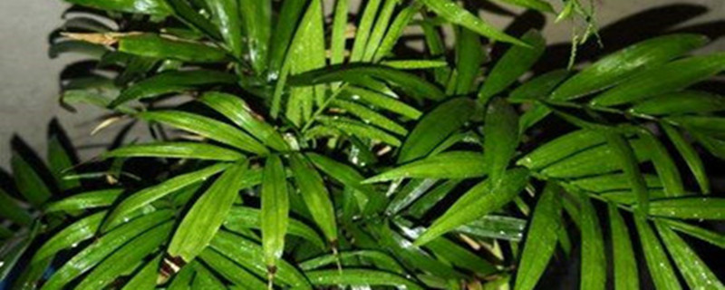 袖珍椰子用浅盆还是深盆，怎么栽种