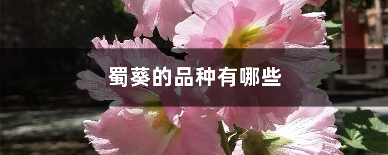 蜀葵的品种有哪些