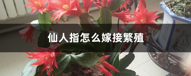 仙人指怎么嫁接繁殖