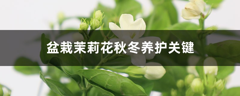 盆栽茉莉花秋冬养护关键