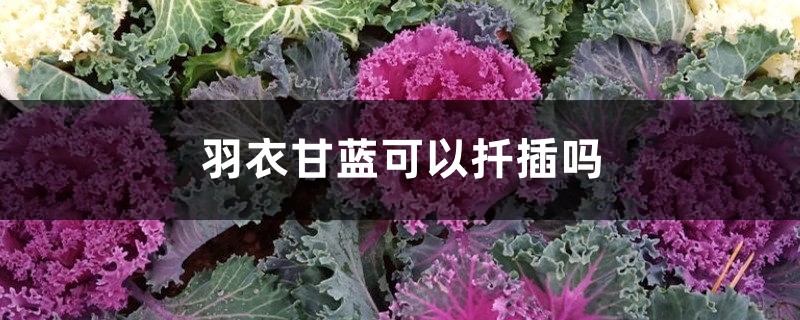羽衣甘蓝可以扦插吗