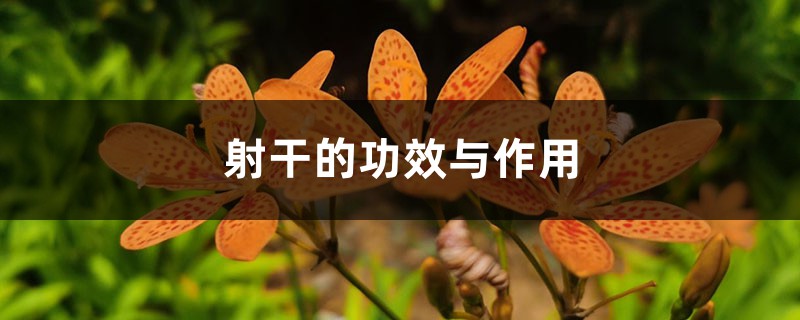 射干的功效与作用