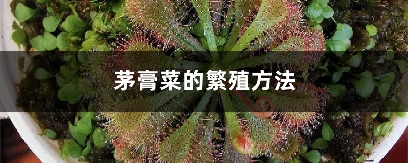 茅膏菜的繁殖方法