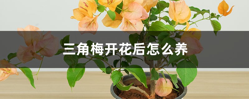 三角梅开花后怎么养