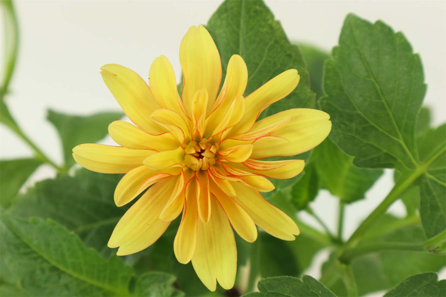 大丽花 大丽花