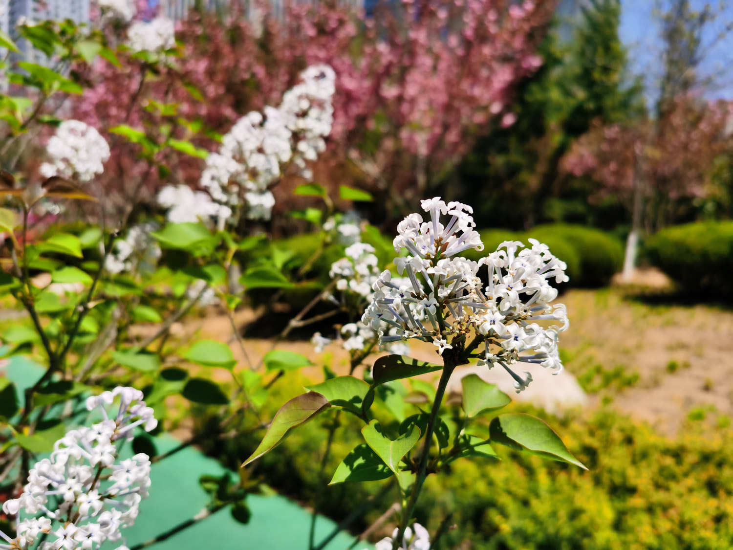 丁香花 丁香花