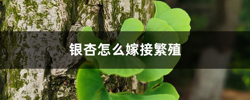 银杏怎么嫁接繁殖