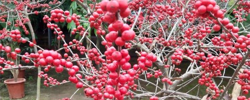 北美冬青的种植方法，什么时候种植