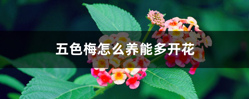 五色梅怎么养能多开花