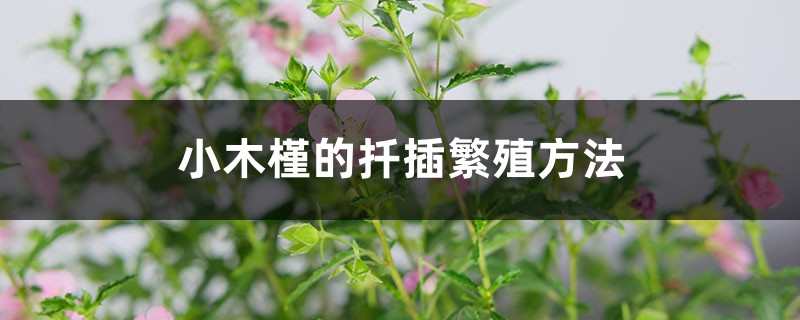 小木槿的扦插繁殖方法