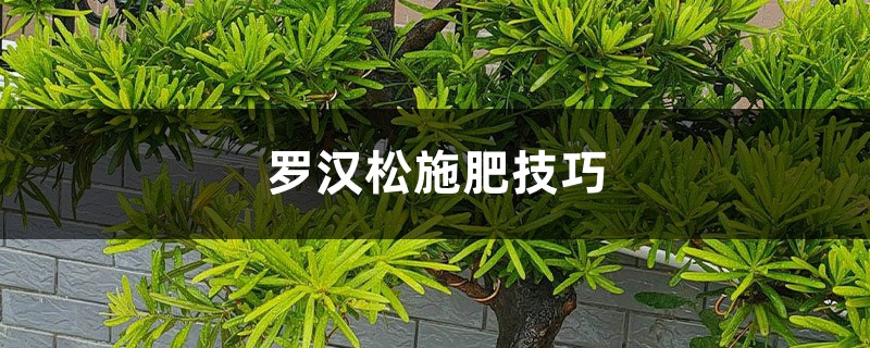 罗汉松施肥技巧
