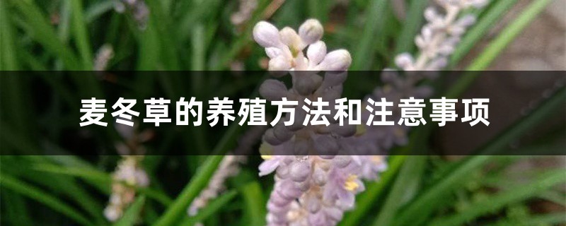 麦冬草的养殖方法和注意事项