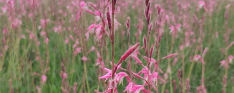 粉黛乱子草花语和寓意