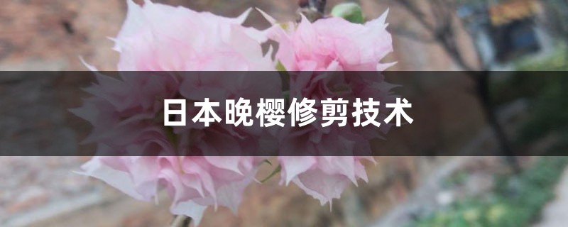 日本晚樱修剪技术