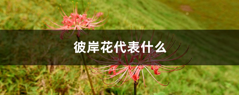 彼岸花代表什么，彼岸花的意义