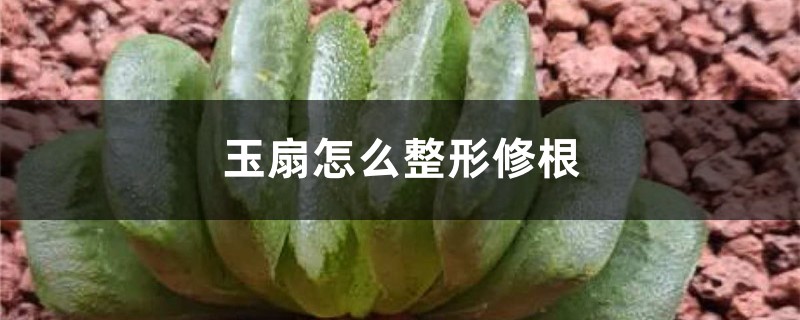 玉扇怎么整形修根