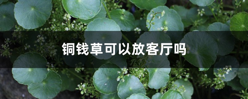 铜钱草可以放客厅吗