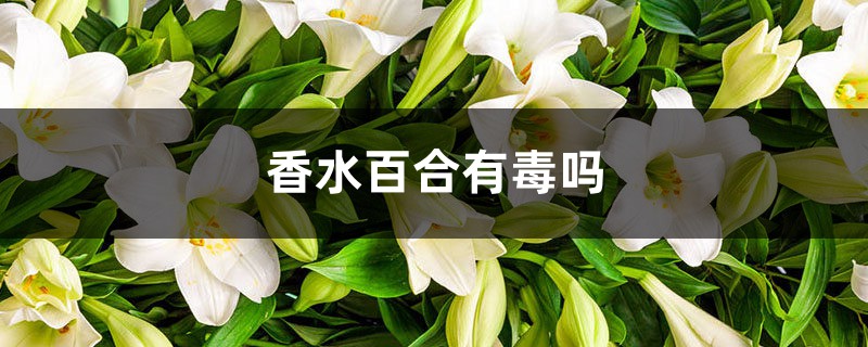 香水百合有毒吗，香水百合图片