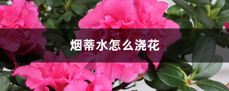 烟蒂水怎么浇花