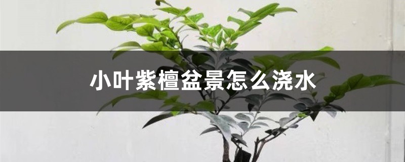 小叶紫檀盆景怎么浇水