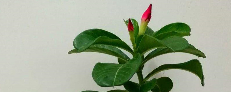 沙漠玫瑰叶子掉光了还能活吗，叶子掉光怎么办