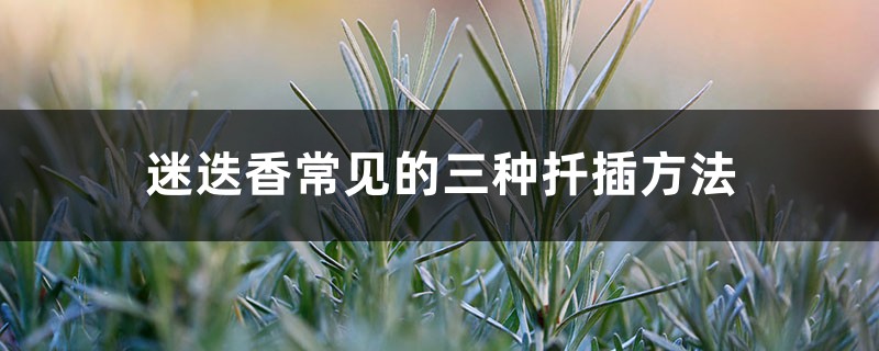 迷迭香常见的三种扦插方法