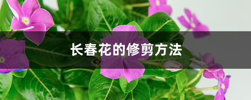 长春花的修剪方法