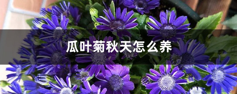 瓜叶菊秋天怎么养