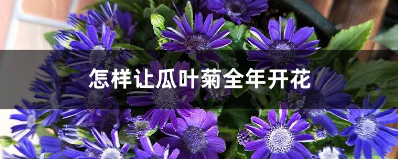 怎样让瓜叶菊全年开花