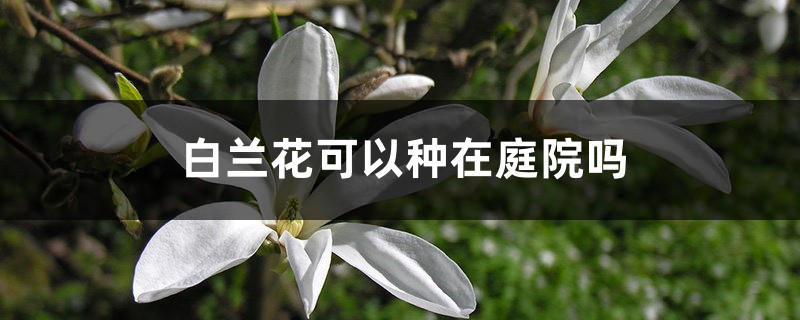 白兰花可以种在庭院吗