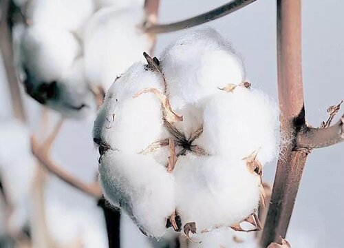 新疆棉花2