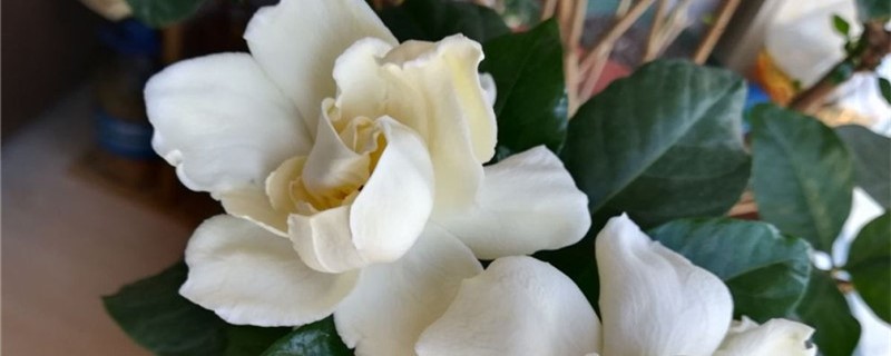 栀子花春天怎么施肥，春天怎么养护