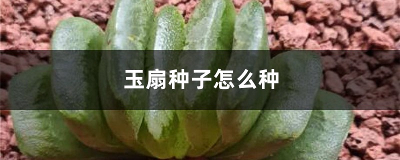 玉扇种子怎么种