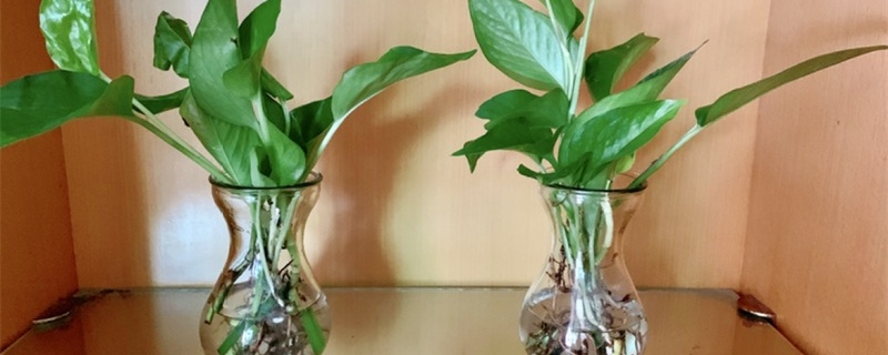 水养植物烂根怎么办，烂根的原因