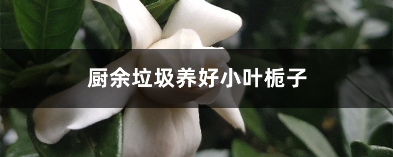 厨余垃圾养好小叶栀子