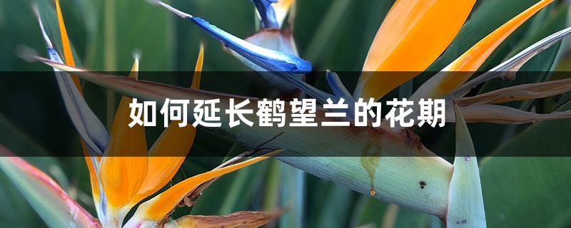 如何延长鹤望兰的花期