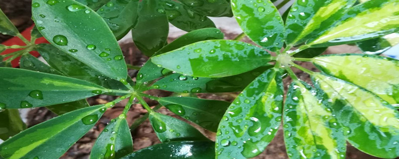 鹅掌柴怎么换盆，什么时候换盆
