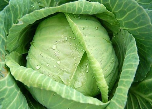 卷心菜2