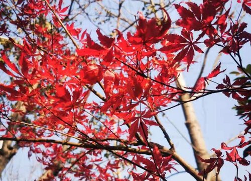 枫树3(2)