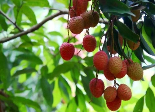 荔枝33