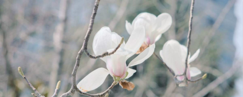 白玉兰叶子发黄是什么原因，黄叶怎么办
