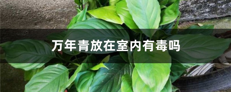 万年青放在室内有毒吗