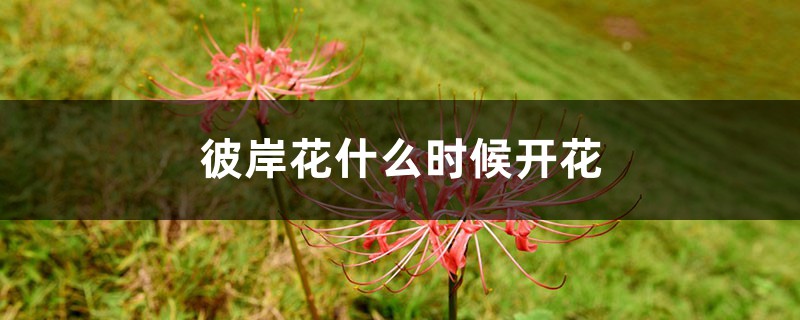 彼岸花什么时候开花