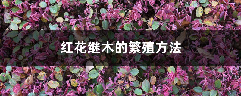 红花继木的繁殖方法