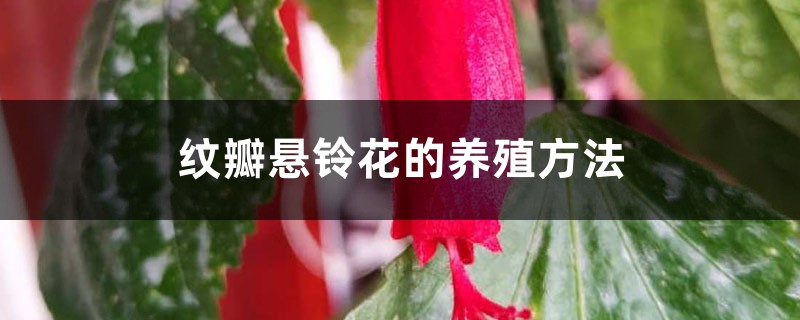 纹瓣悬铃花的养殖方法，怎么修剪开花